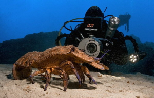 Slipper lobster and my dive buddy David by Roland Bach 